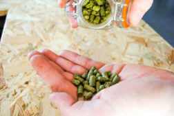 Houblon en pellets