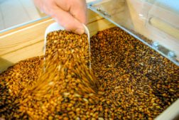 Atelier de Brassage à Colmar